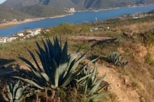 WhatsApp Image 2026-01-17 at 7.28.55 PM (1)